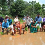 പനത്തടി സർവ്വീസ് സഹ: ബാങ്ക് കൊട്ടാടി പയ്യചേരി വയലിൽ ഞാറ് നടൽ ഉൽഘാടനം