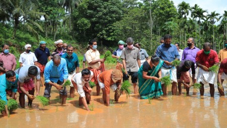 പനത്തടി സർവ്വീസ് സഹ: ബാങ്ക് കൊട്ടാടി പയ്യചേരി വയലിൽ ഞാറ് നടൽ ഉൽഘാടനം