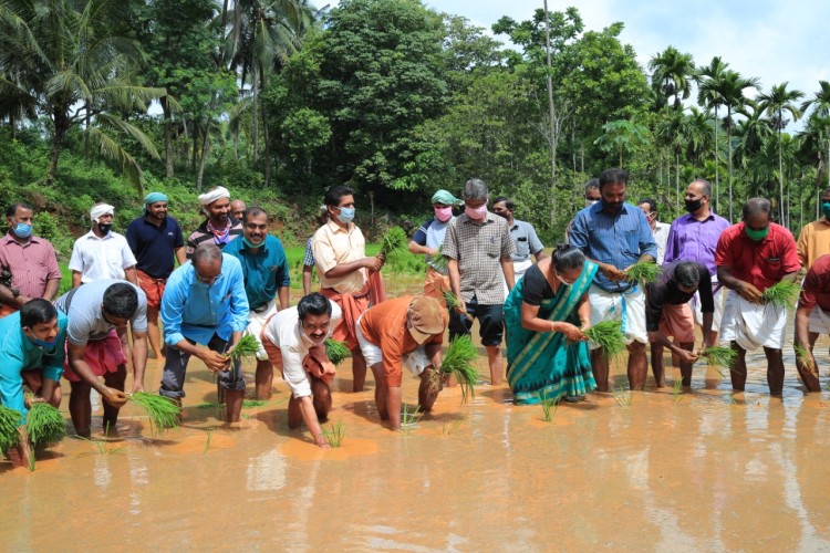 പനത്തടി സർവ്വീസ് സഹ: ബാങ്ക് കൊട്ടാടി പയ്യചേരി വയലിൽ ഞാറ് നടൽ ഉൽഘാടനം