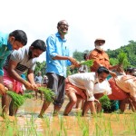 പനത്തടി സർവ്വീസ് സഹ: ബാങ്ക് കൊട്ടാടി പയ്യചേരി വയലിൽ ഞാറ് നടൽ ഉൽഘാടനം