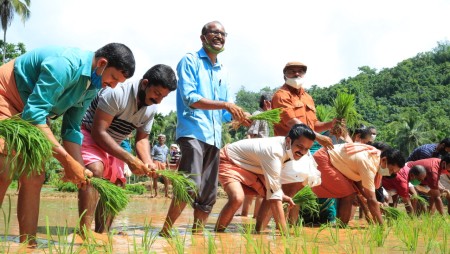 പനത്തടി സർവ്വീസ് സഹ: ബാങ്ക് കൊട്ടാടി പയ്യചേരി വയലിൽ ഞാറ് നടൽ ഉൽഘാടനം