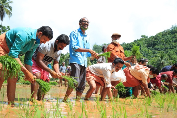 പനത്തടി സർവ്വീസ് സഹ: ബാങ്ക് കൊട്ടാടി പയ്യചേരി വയലിൽ ഞാറ് നടൽ ഉൽഘാടനം